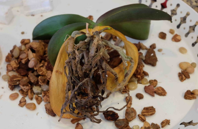 Orchideenwurzeln sind verfault