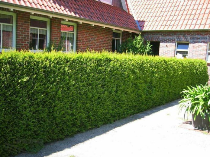 Hecke aus Thuja der Sorte Brabant