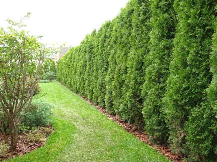 Hecke aus Thuja der Sorte Smaragd