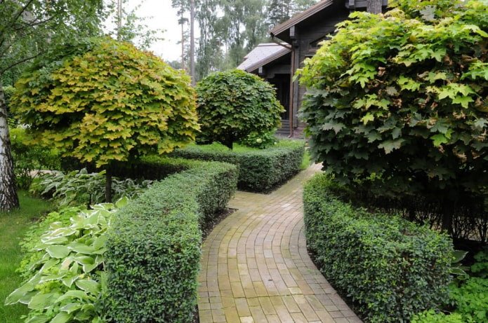 Hecke aus Zwergmispel lucidus