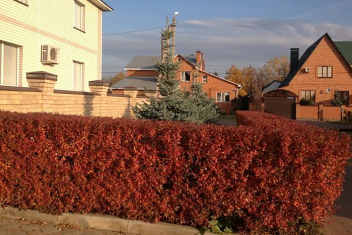 Hecke aus Zwergmispel lucidus im Herbst