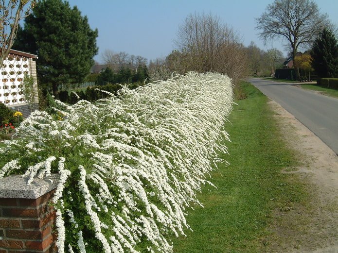 Graue Spiersträucherhecke
