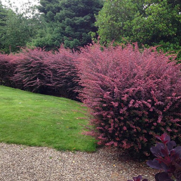 Hecke aus Thunberg-Berberitze