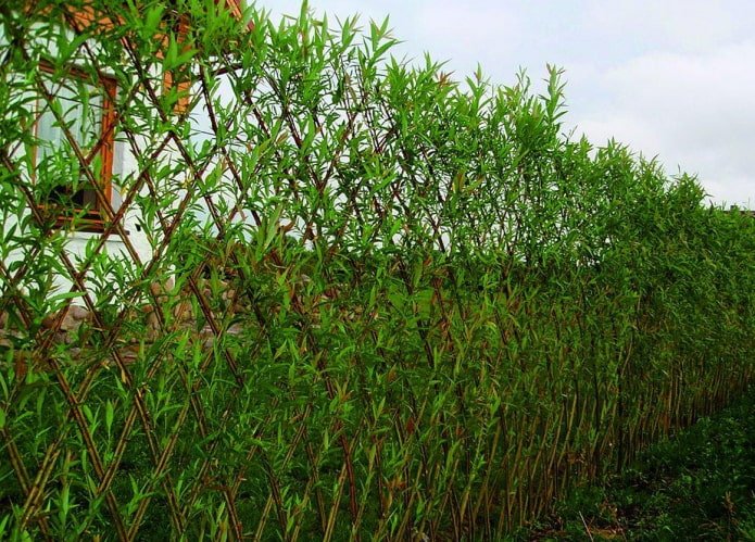 Weidenhecke