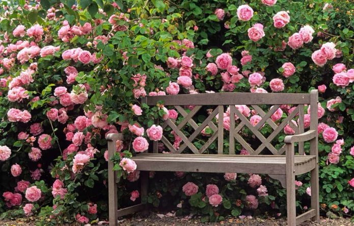 Rosenhecke im Garten