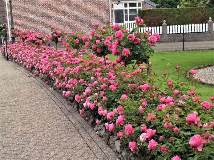 Rosenrabatte am Weg