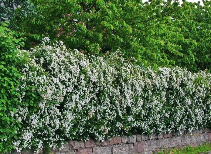 Blühende Hecke aus blutrotem Weißdorn
