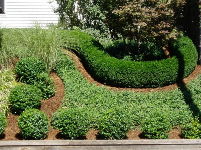Hecke aus immergrünem Buchsbaum