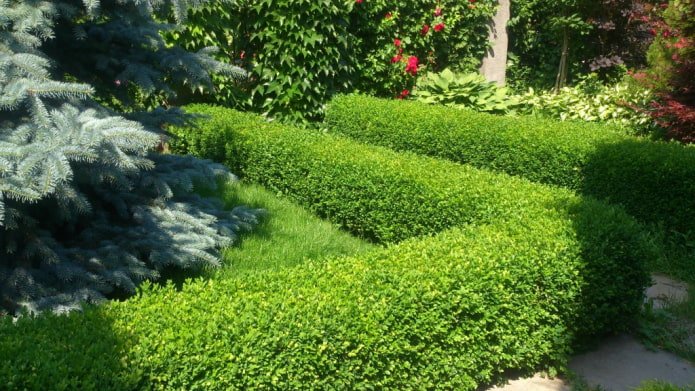 Buchsbaumhecke