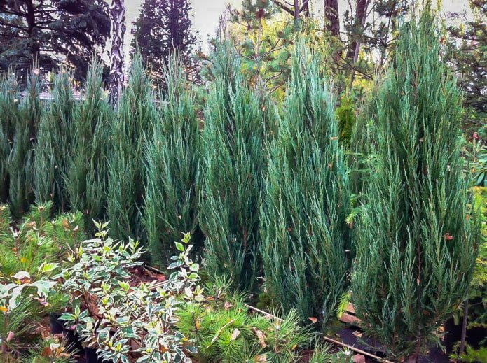 Hecke aus Steinwacholder mit blauen Nadeln