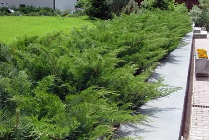 Kompakte Hecke aus Kosakenwacholder