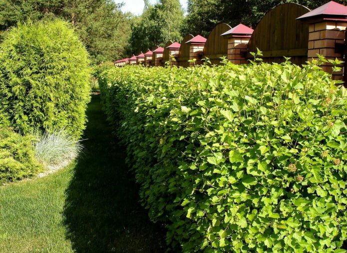 Hecke aus grünem Physocarpus