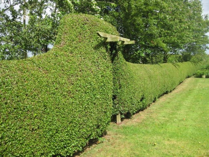 Ligusterhecke mit Bogen