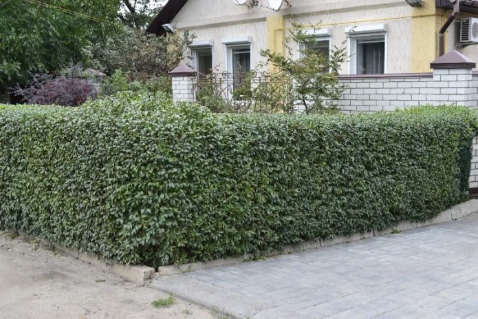 Ligusterhecke