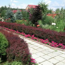 Welche Pflanzen können für eine Hecke verwendet werden?-0