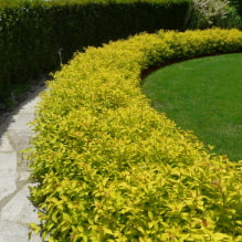 Welche Pflanzen können verwendet werden, um eine Hecke?-1