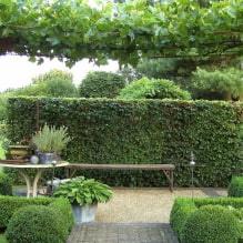 Welche Pflanzen können verwendet werden, um eine Hecke zu machen?-3