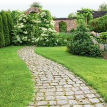 Welche Pflanzen können verwendet werden, um eine Hecke zu machen?-4