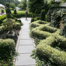 Welche Pflanzen können zur Hecke verwendet werden?-5