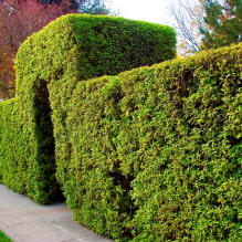 Welche Pflanzen können zur Hecke verwendet werden?-6