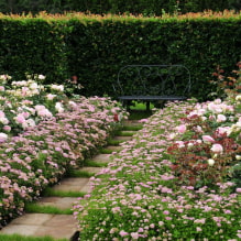 Welche Pflanzen können zur Hecke verwendet werden?-7