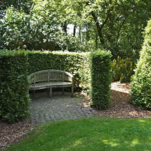 Welche Pflanzen können zur Hecke verwendet werden?-8