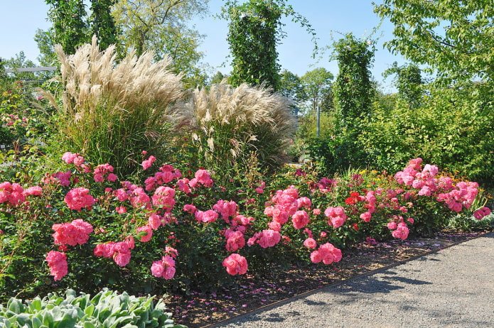 Getreide im Rosengarten