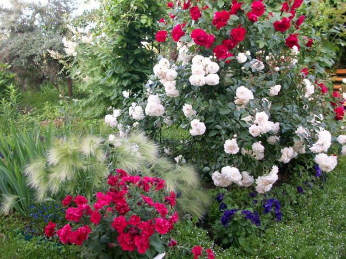 Getreide und Rosen
